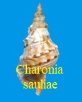 Charonia lampas sauliae, Reeve 1844